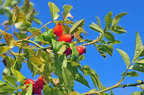 Dog rose — Stock Photo, Image