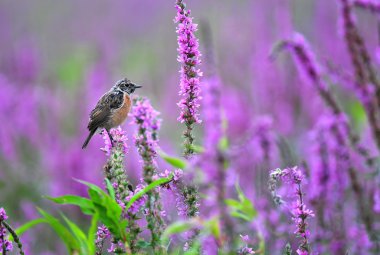 Mor bir çiçek üzerinde ortak stonechat duran