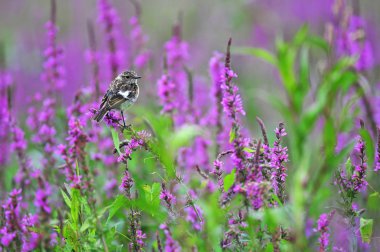 Mor bir çiçek üzerinde ortak stonechat duran