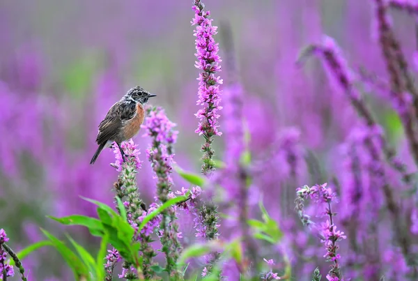 Pierrafeu commun debout sur une fleur violette — Photo
