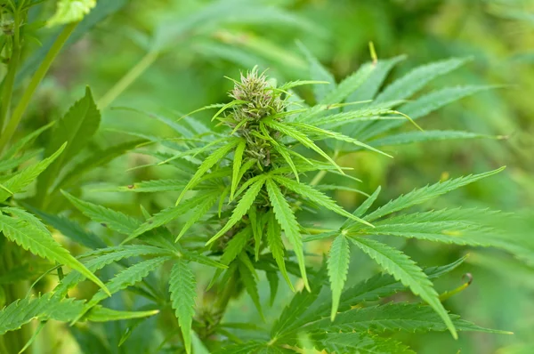 Cannabis plant at flowering stage — Stock Photo, Image