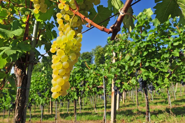 Uvas brancas — Fotografia de Stock