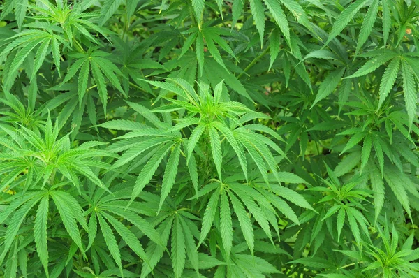 Planta Cannabis — Fotografia de Stock
