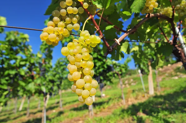 Uvas blancas — Foto de Stock