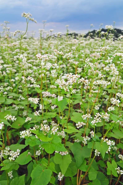 Campo de trigo mourisco — Fotografia de Stock