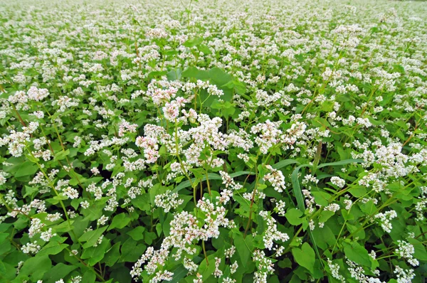 Field of buckwheat — Stock Photo, Image