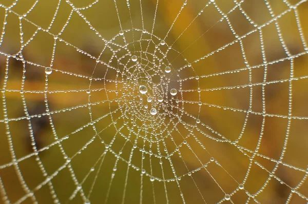 Telaraña con gotas de agua — Foto de Stock