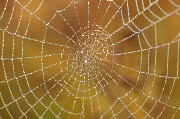 Su damlalı örümcek ağı — Stok fotoğraf
