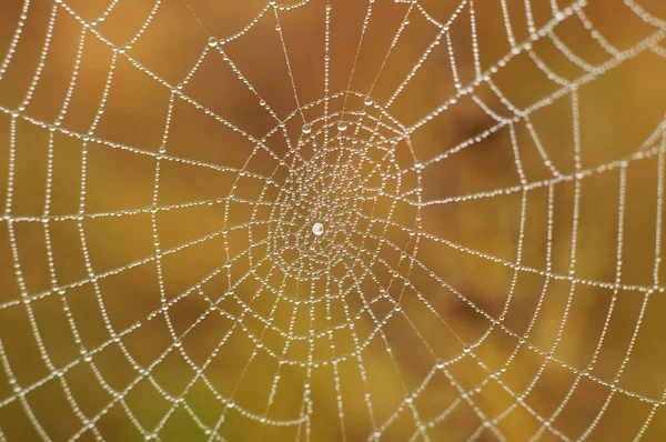 SPider web cu picături de apă — Fotografie, imagine de stoc