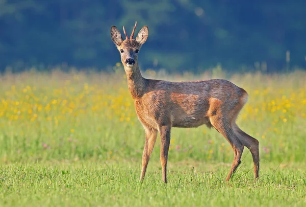 Mannelijke reeën — Stockfoto