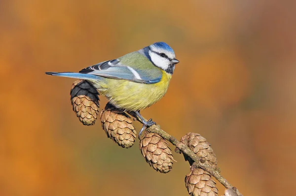 Mésange bleue sur une brindille — Photo