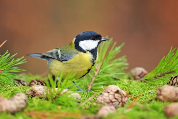 Great tit on the ground — Stock Photo, Image