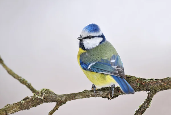 Blue tit on a branch — Stock Photo, Image