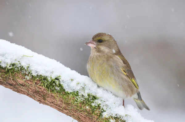 Greenfinch in winter — Stock Photo, Image