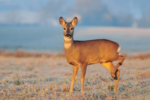 Veado Roe em um campo — Fotografia de Stock