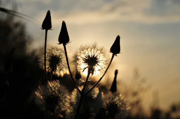 Pissenlit au coucher du soleil — Photo