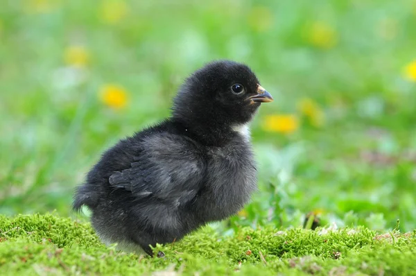 Junges schwarzes Huhn — Stockfoto