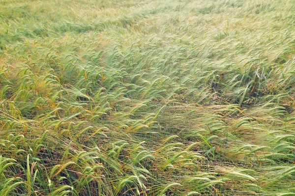 Field of barley — Stock Photo, Image