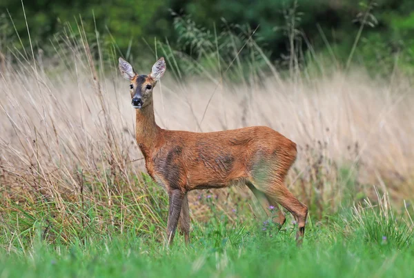 Capriolo in un campo — Foto Stock