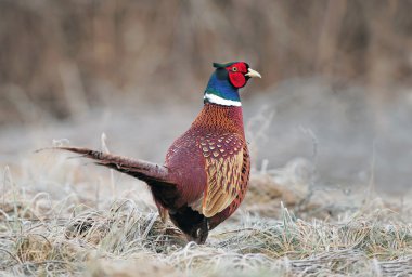 Bir alandaki vahşi sülün