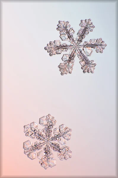Φυσικό κρύσταλλο νιφάδα χιονιού. — Φωτογραφία Αρχείου