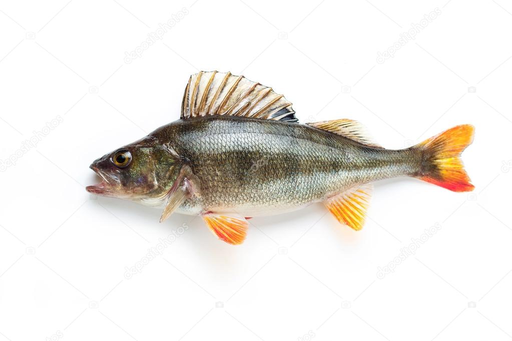 real natural freshwater fish