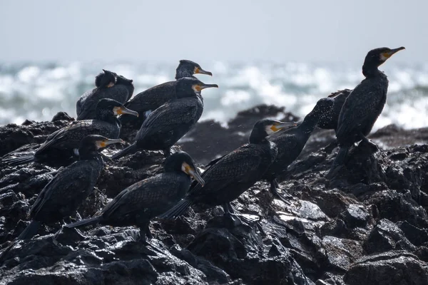 Arka Planda Deniz Olan Kayaların Üzerinde Duran Bir Grup Karabatağın — Stok fotoğraf