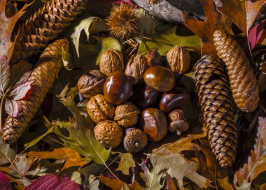 Sonbahar natürmort kompozisyon