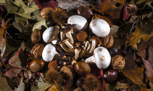 Herfst stilleven samenstelling met champignons — Stockfoto