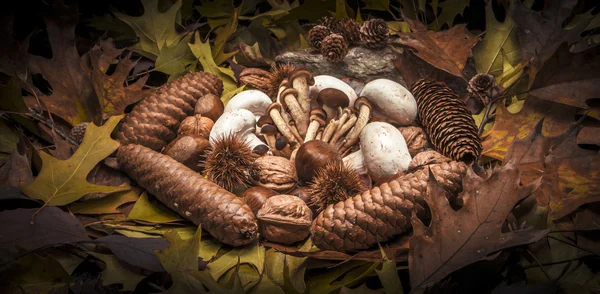 Herfst stilleven samenstelling met champignons — Stockfoto