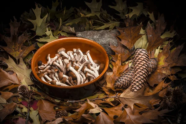 Composición de bodegones otoñales: maceta de arcilla y champiñones — Foto de Stock