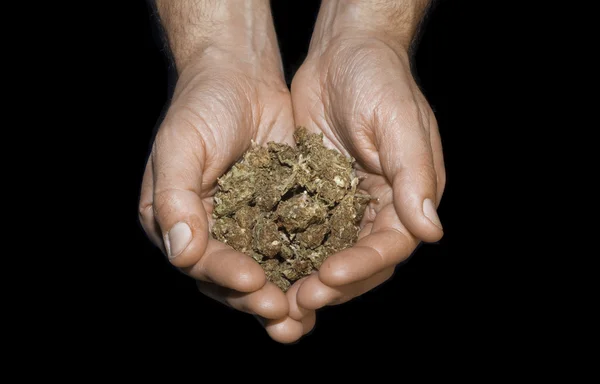 Mãos segurando maconha — Fotografia de Stock