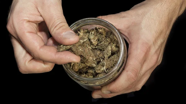 Handen met een pot van marihuana — Stockfoto