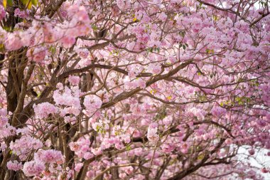 İlkbaharda kiraz çiçekleri