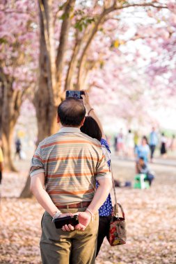 Tatile kiraz çiçekleri ağaç fotoğrafta Gezgin