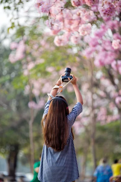 Viajante tirando uma foto de árvore de flores de cereja em férias — Fotografia de Stock