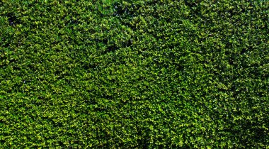 Yeşil Yapraklar duvar arkaplanı 