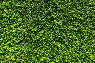 Yeşil Yapraklar duvar arkaplanı 