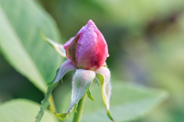 Yeşil arka plana sahip bir bahçe içinde güzel pembe gül