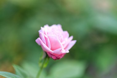 Yeşil arka plana sahip bir bahçe içinde güzel pembe gül