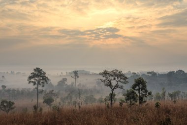 Tung Salang Luang, Savanna Tayland.