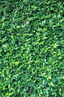 Yeşil Yapraklar duvar arkaplanı