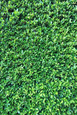 Yeşil Yapraklar duvar arkaplanı