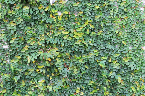 Planta de enredadera verde en la pared — Foto de Stock