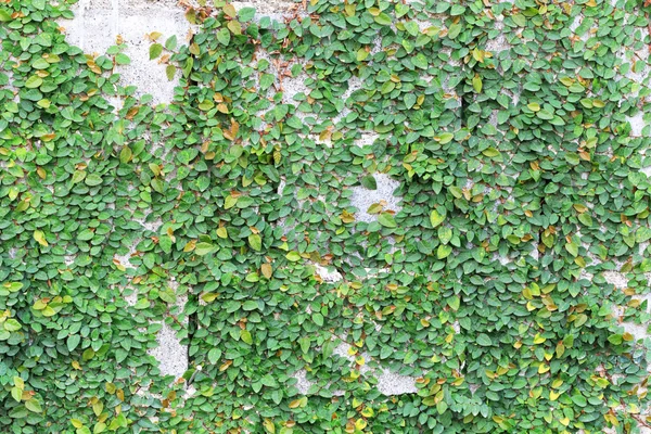 Green Creeper Plant on the Wall — Stock Photo, Image