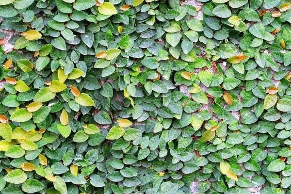 Pianta rampicante verde sulla parete — Foto Stock