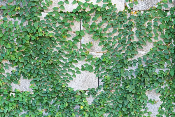 Planta de enredadera verde en la pared — Foto de Stock