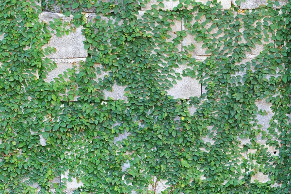 Planta de enredadera verde en la pared —  Fotos de Stock