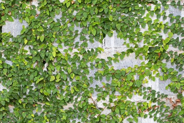 Πράσινο Creeper Plant στον τοίχο — Φωτογραφία Αρχείου