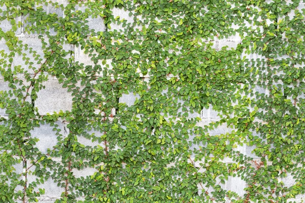 Зеленая рептилия завод на стене — стоковое фото